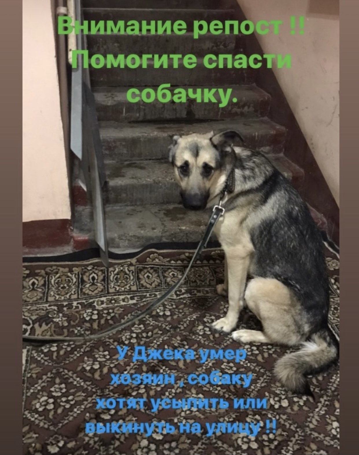 Help save the dog - My, Volunteering, Dog, In good hands, No rating, Moscow