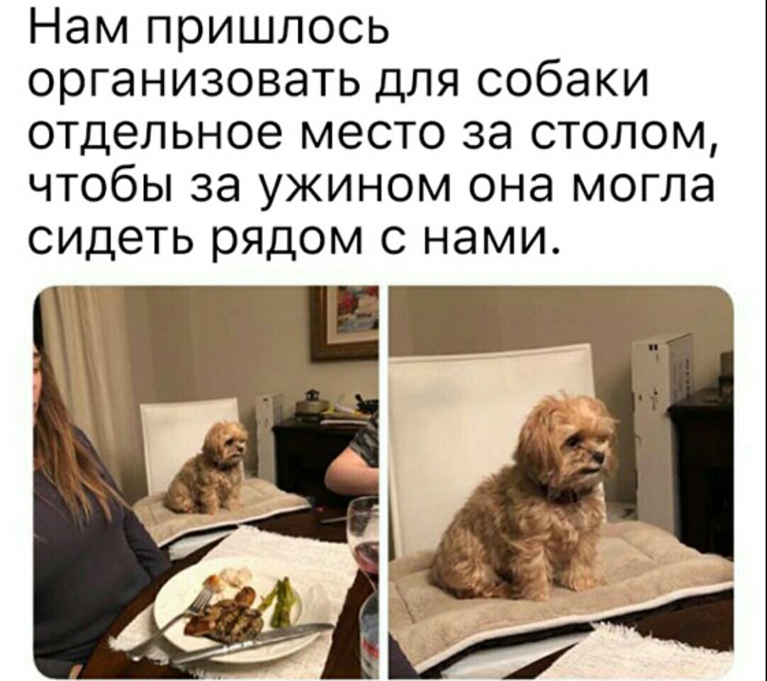 This look - Dog, Sadness, Picture with text, Dinner, Humor, Memes