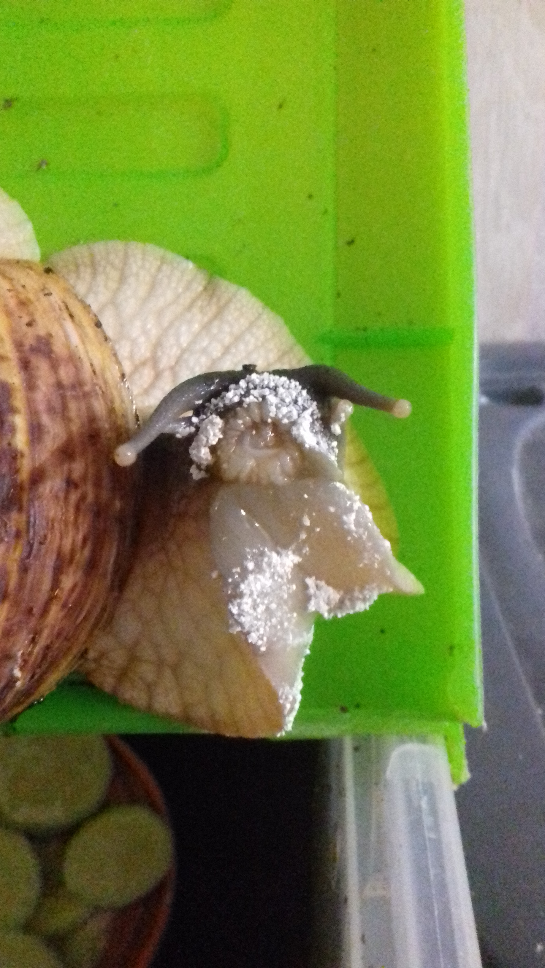 Just a snail's mouth - My, Snail, Informative, Longpost