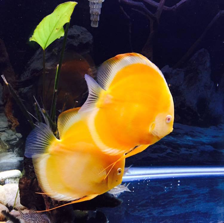 Yellow ones)) - Aquarium, Aquarium, A fish