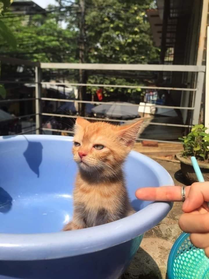 Someone doesn't want to swim - cat, Muzzle, Kittens, Redheads, Pelvis