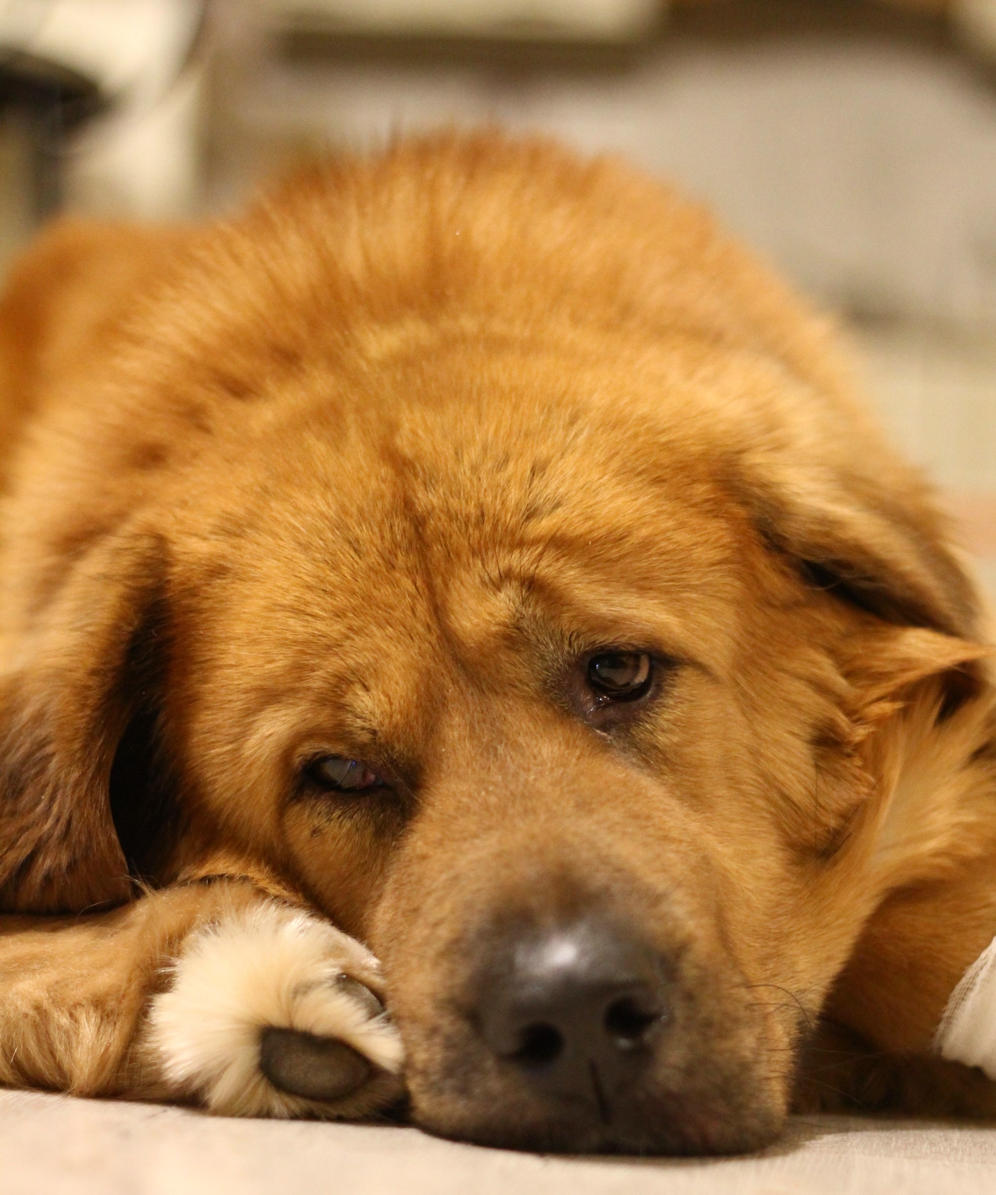 Tibetan, 4 years old - My, Tibetan mastiff, Dog, Longpost