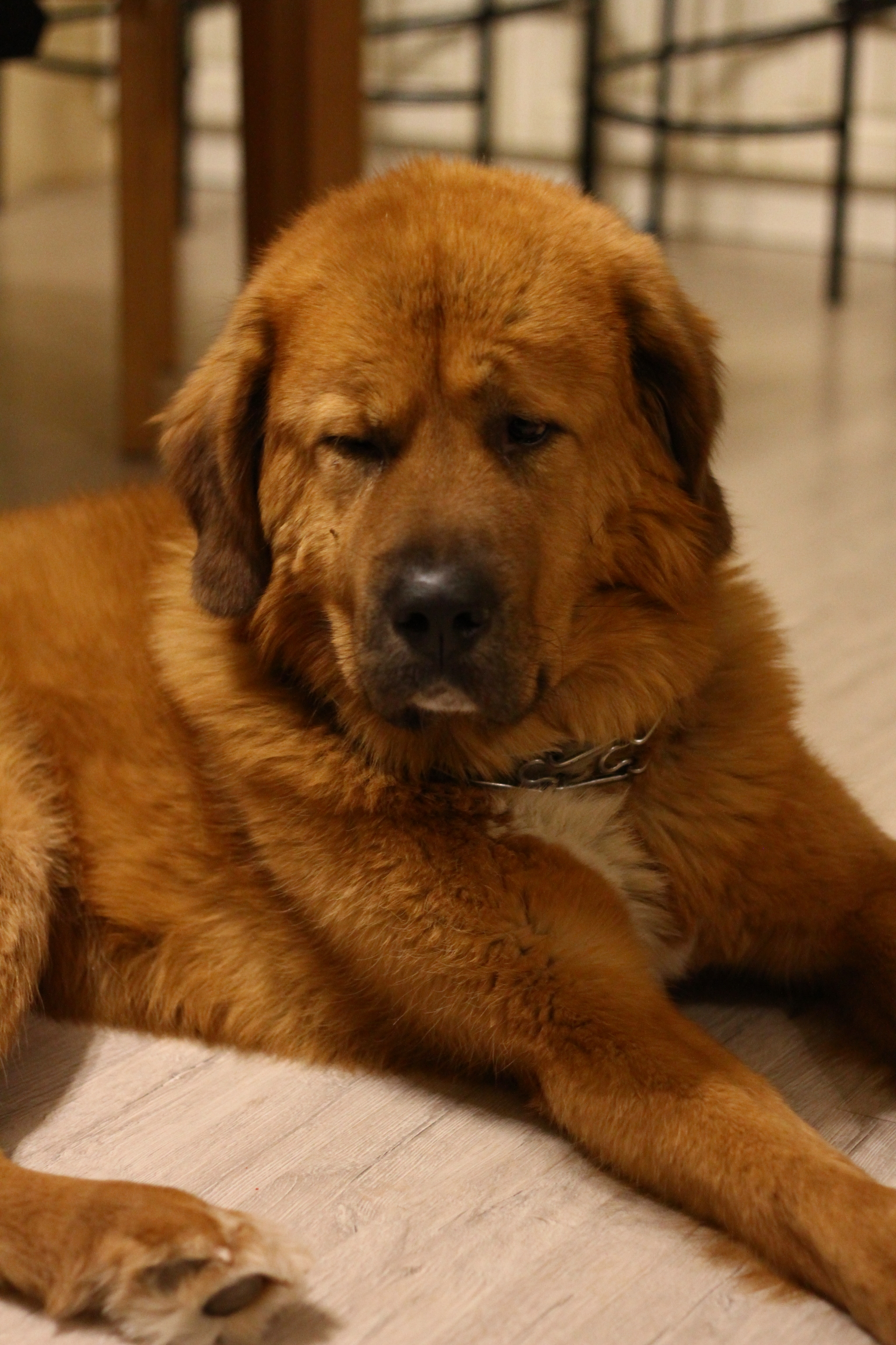 Tibetan, 4 years old - My, Tibetan mastiff, Dog, Longpost