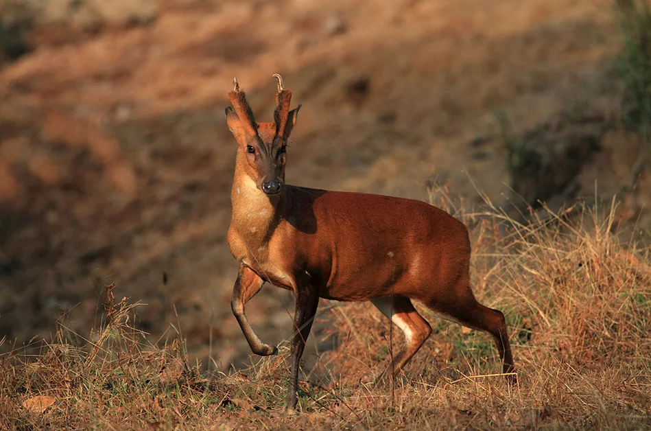 Muntjac: Matrix glitch. Saber-toothed deer that eats meat, hunts and barks like a dog - Muntjak, Animals, Yandex Zen, Animal book, Longpost