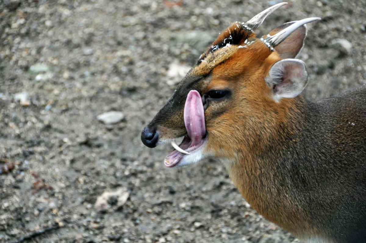 Muntjac: Matrix glitch. Saber-toothed deer that eats meat, hunts and barks like a dog - Muntjak, Animals, Yandex Zen, Animal book, Longpost