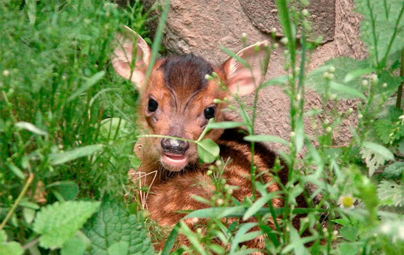 Muntjac: Matrix glitch. Saber-toothed deer that eats meat, hunts and barks like a dog - Muntjak, Animals, Yandex Zen, Animal book, Longpost