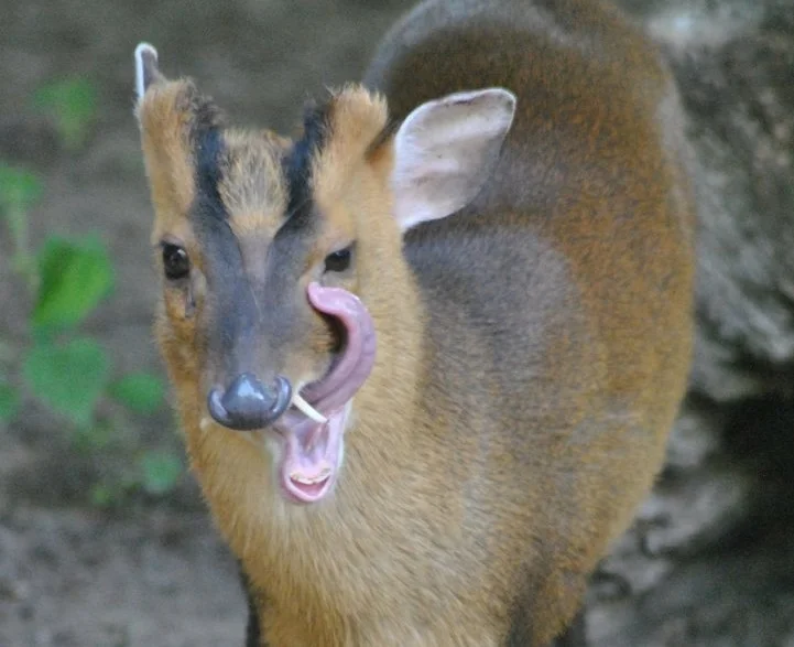 Muntjac: Matrix glitch. Saber-toothed deer that eats meat, hunts and barks like a dog - Muntjak, Animals, Yandex Zen, Animal book, Longpost