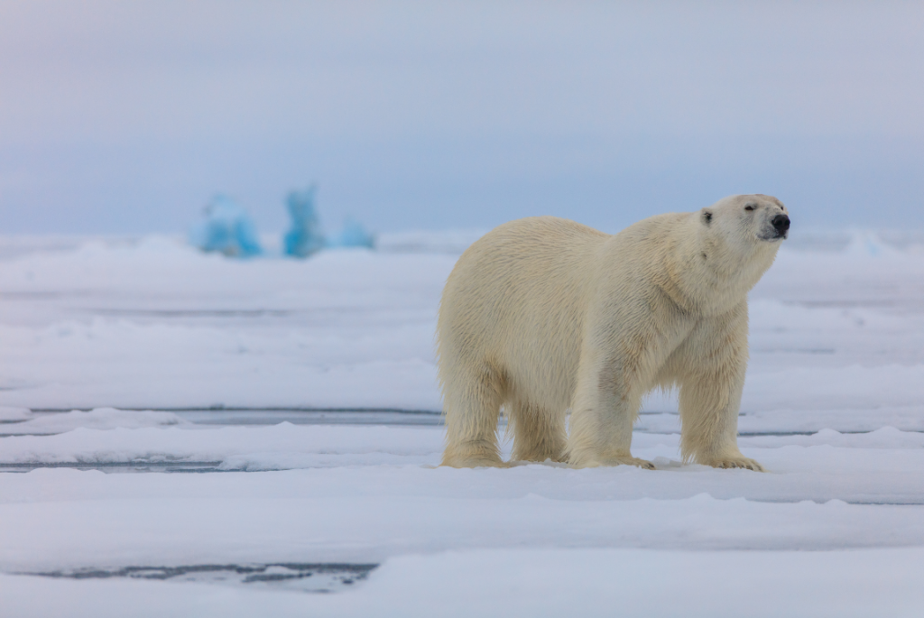 Ice archipelago. Franz Josef Land - Russian Arctic, Franz Josef Land, Longpost