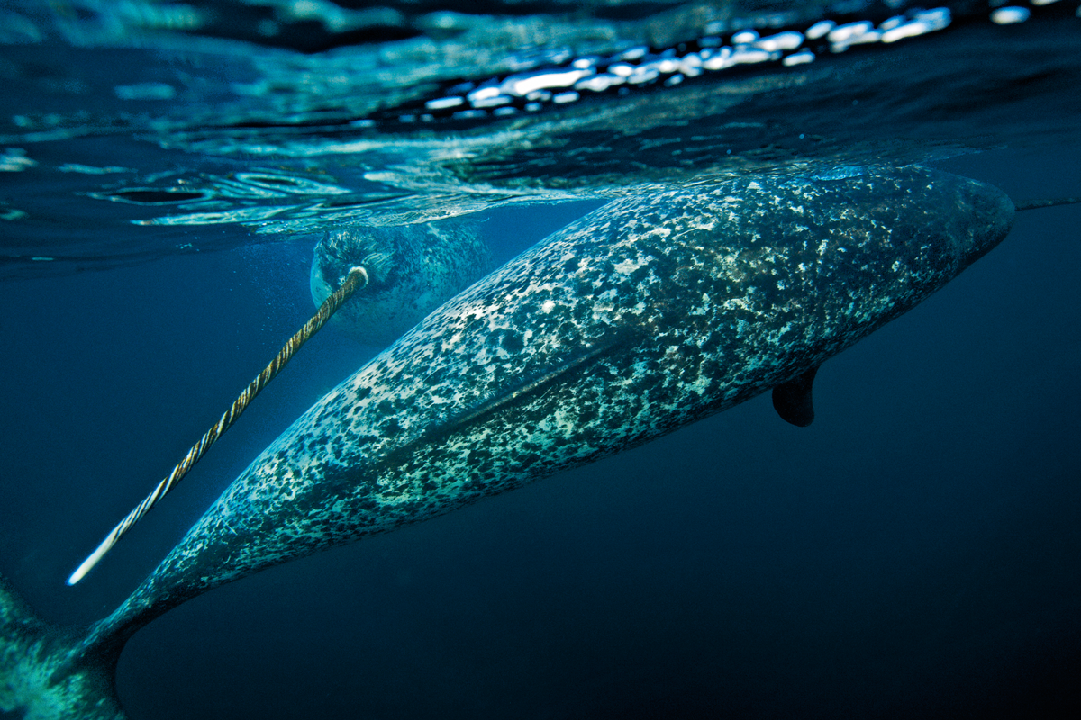 Sea unicorn - Narwhals, Cetaceans, Unicorn, Marine life, Animals, Rare view, Arctic, Tusk, Video, Longpost