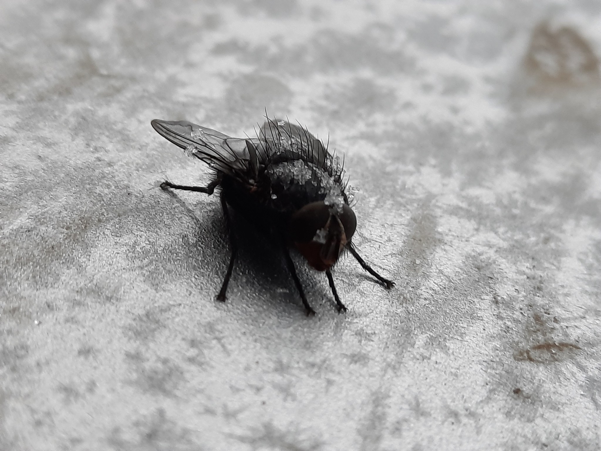 Зимой дома появилась муха. Зимние мухи. Муха зимой. Мухи зимуют. Январский мух.