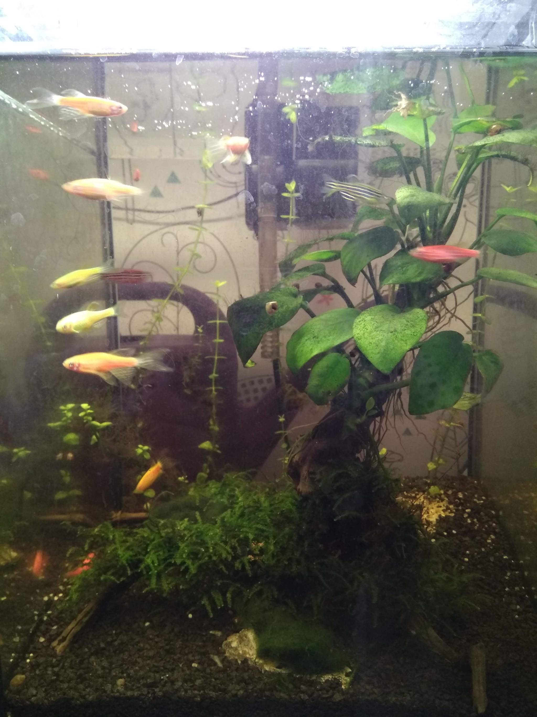 Need advice on 23 liters of H2O - My, Aquarium, Aquarium, Aquascape, Plants, Aquarium fish, Longpost