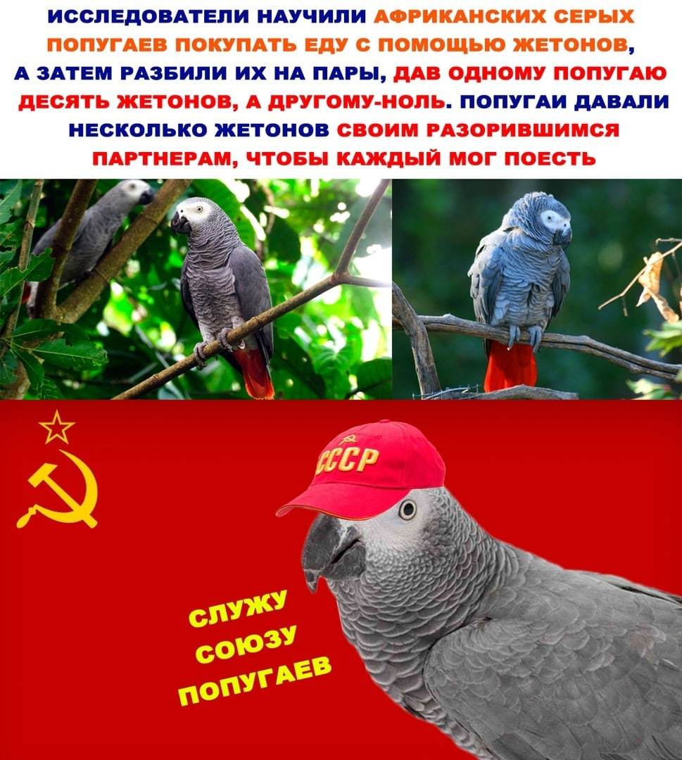 Parrots share currency to help their friends buy food - My, Memes, The science, Nature, Biology, A parrot, Zoology, Ethology, Jaco, Animal behavior, Picture with text