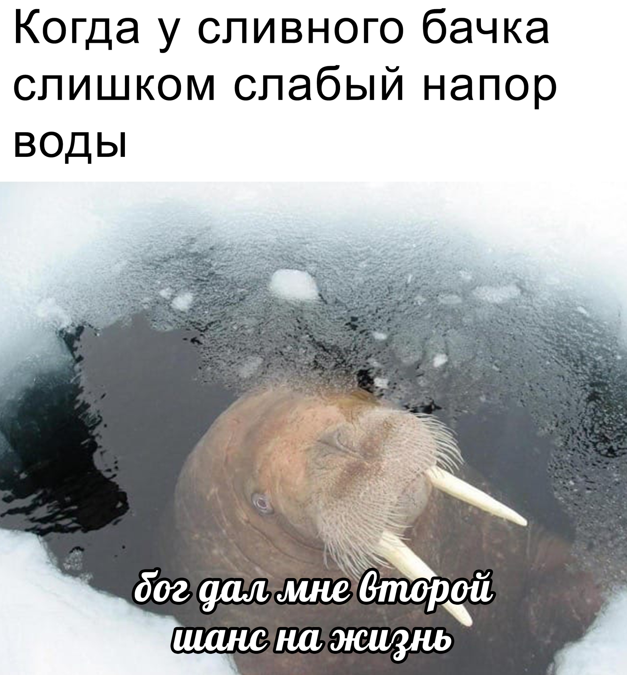 Слабый напор - Юмор, Мемы