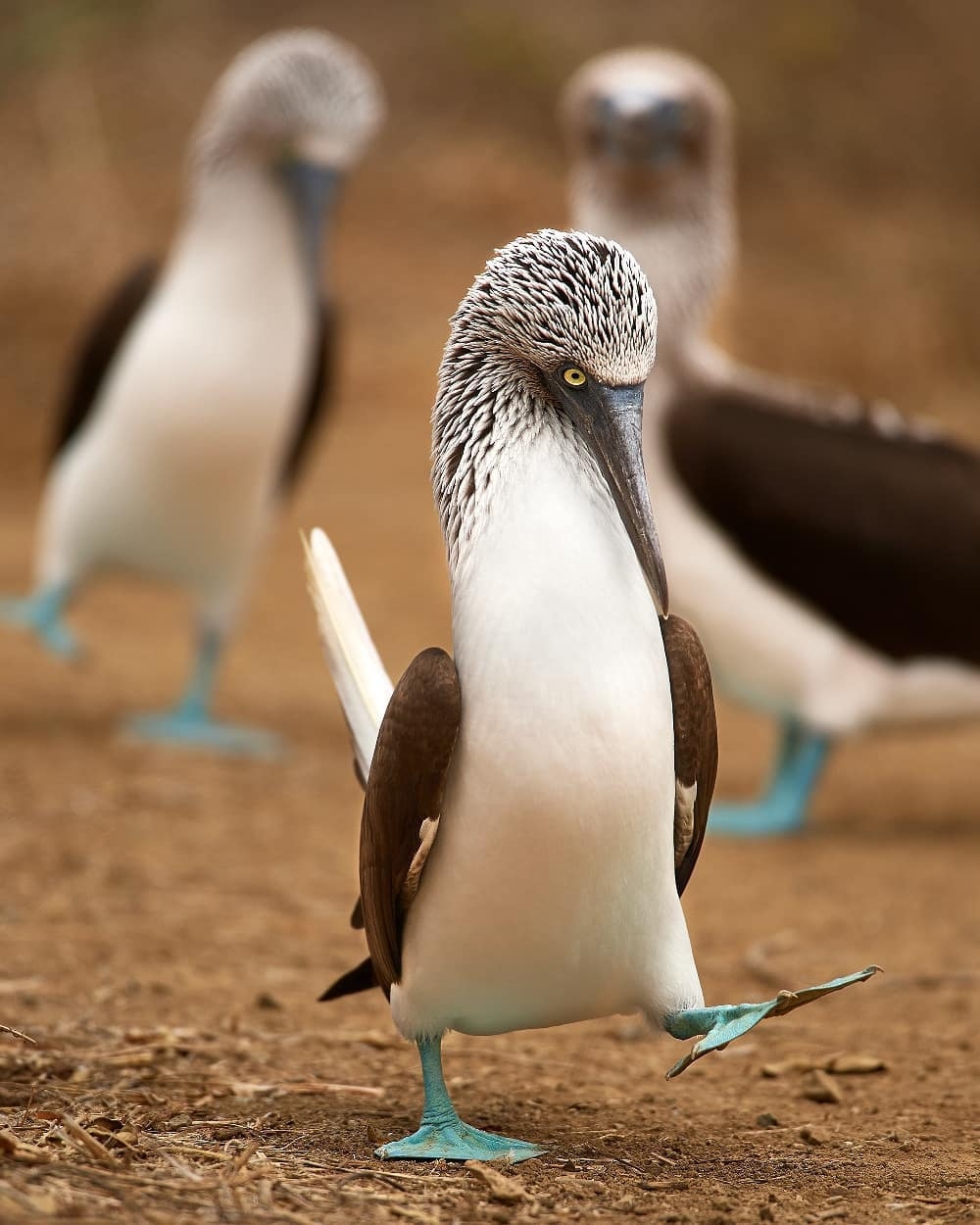 Forgot to take off my shoe covers - The photo, Birds, Blue-footed booby