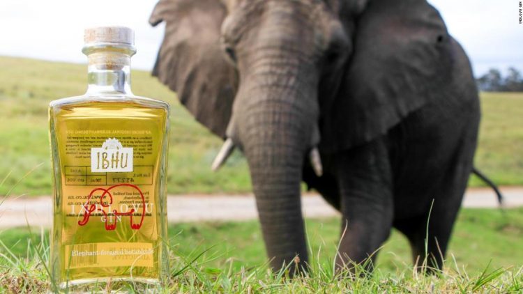 Unique Indlovu gin infused with elephant dung - Gin, Alcohol, Elephants, Manure, South Africa, Longpost