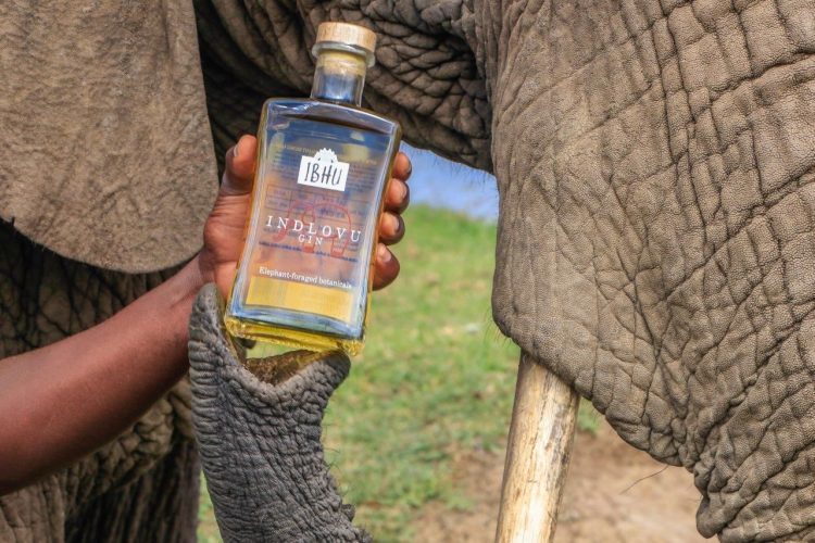 Unique Indlovu gin infused with elephant dung - Gin, Alcohol, Elephants, Manure, South Africa, Longpost