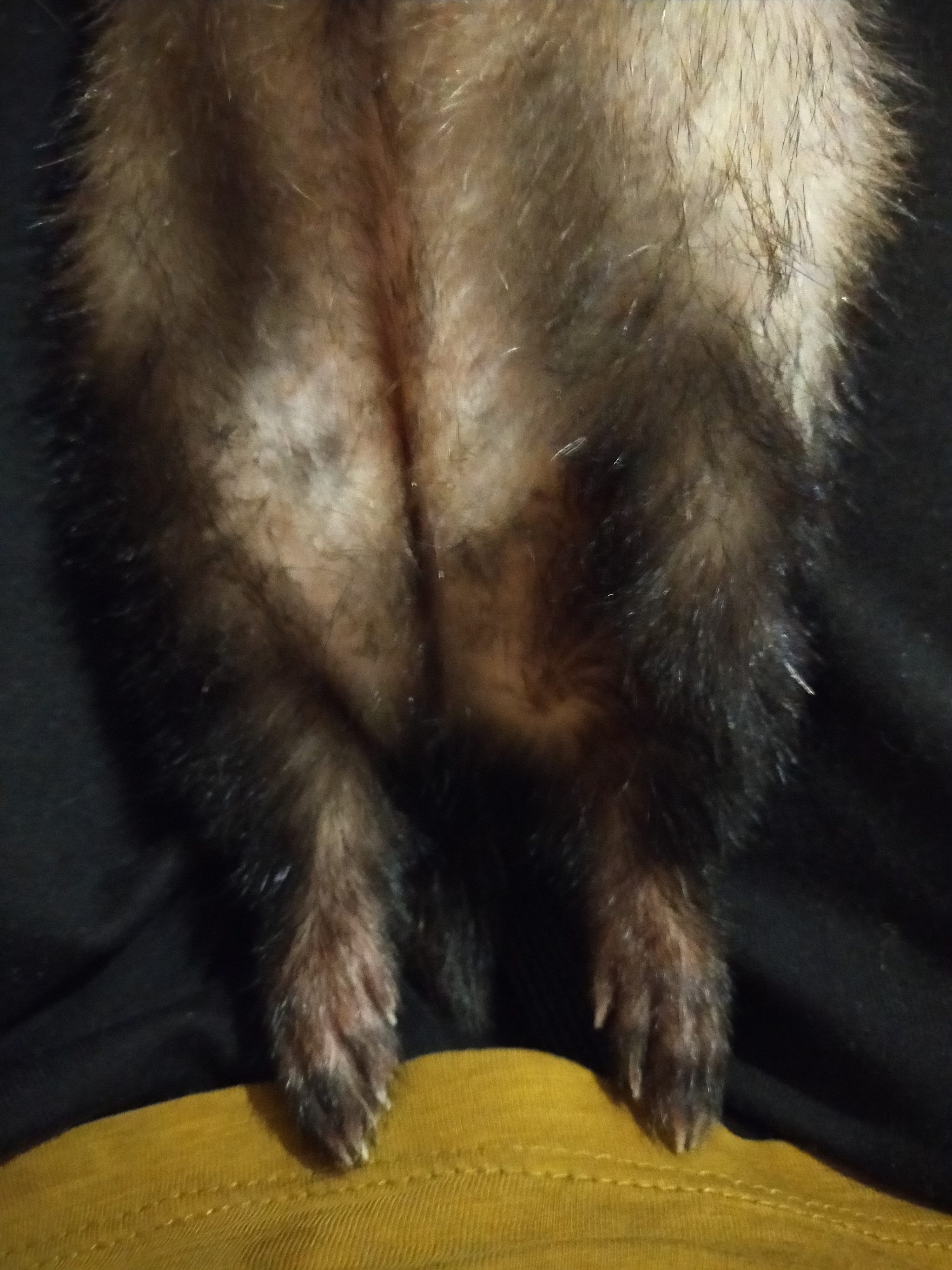 These incredible paws - My, Ferret, Milota, Paws, Zeal for the best