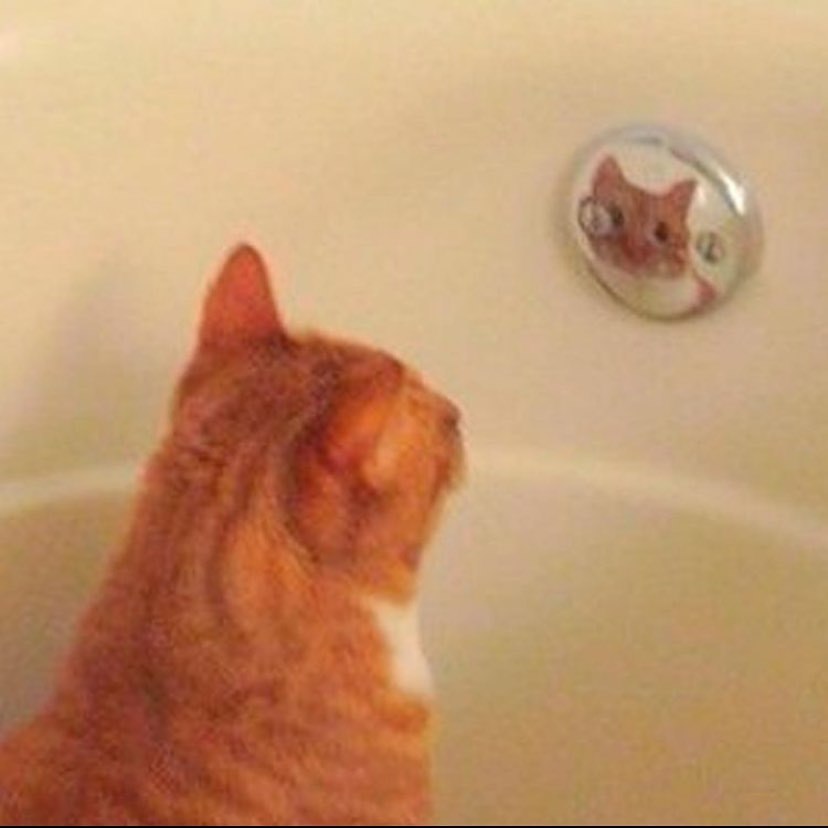 I couldn’t find the cat for a long time, it turned out he was sitting in the bathroom and looking at his reflection - cat, Reflection, Milota, Pets