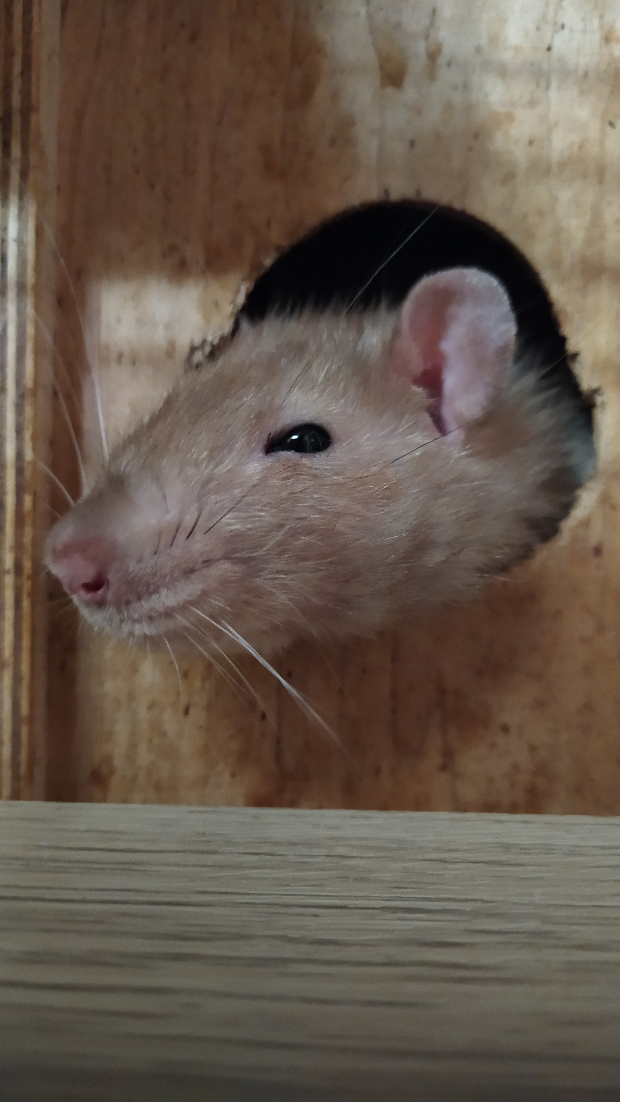 Rat everyday life #13 - My, Rat, Decorative rats, Pets, Milota, Longpost