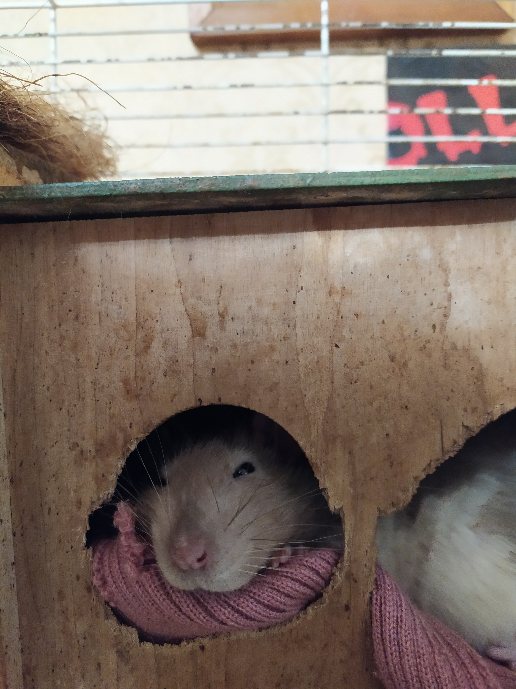 Rat everyday life #13 - My, Rat, Decorative rats, Pets, Milota, Longpost