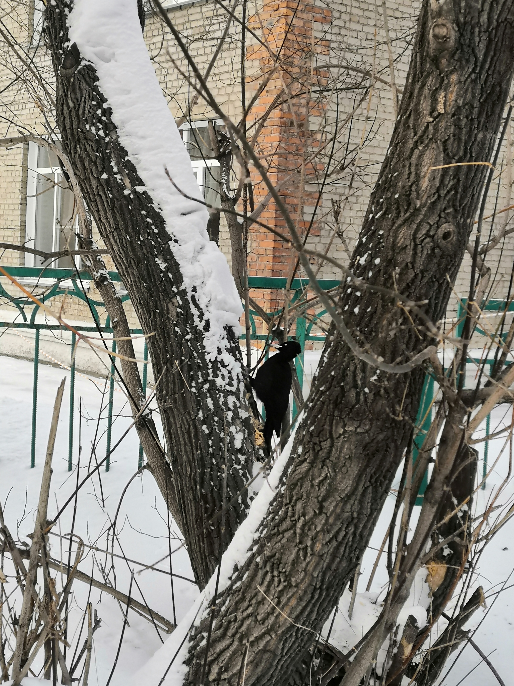 Unfrightened woodpecker - My, Novosibirsk, Woodpeckers, Video, Longpost, Birds