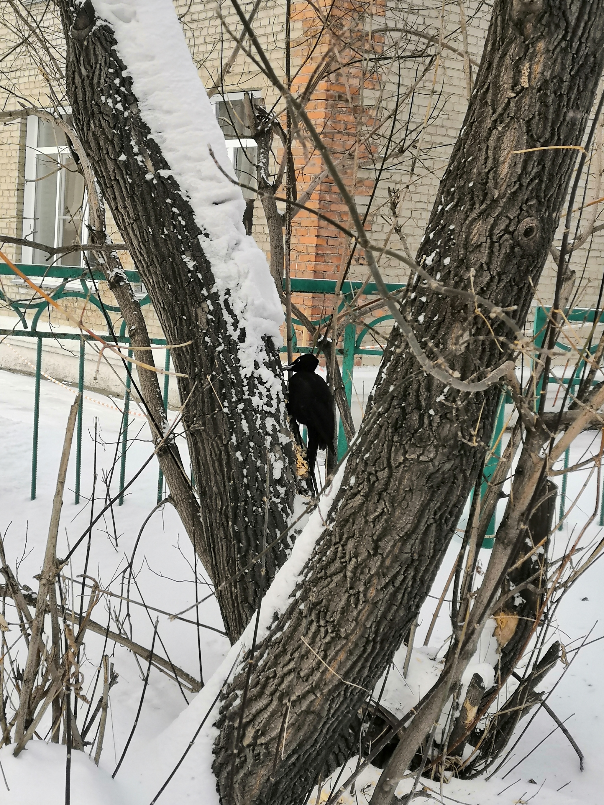 Unfrightened woodpecker - My, Novosibirsk, Woodpeckers, Video, Longpost, Birds