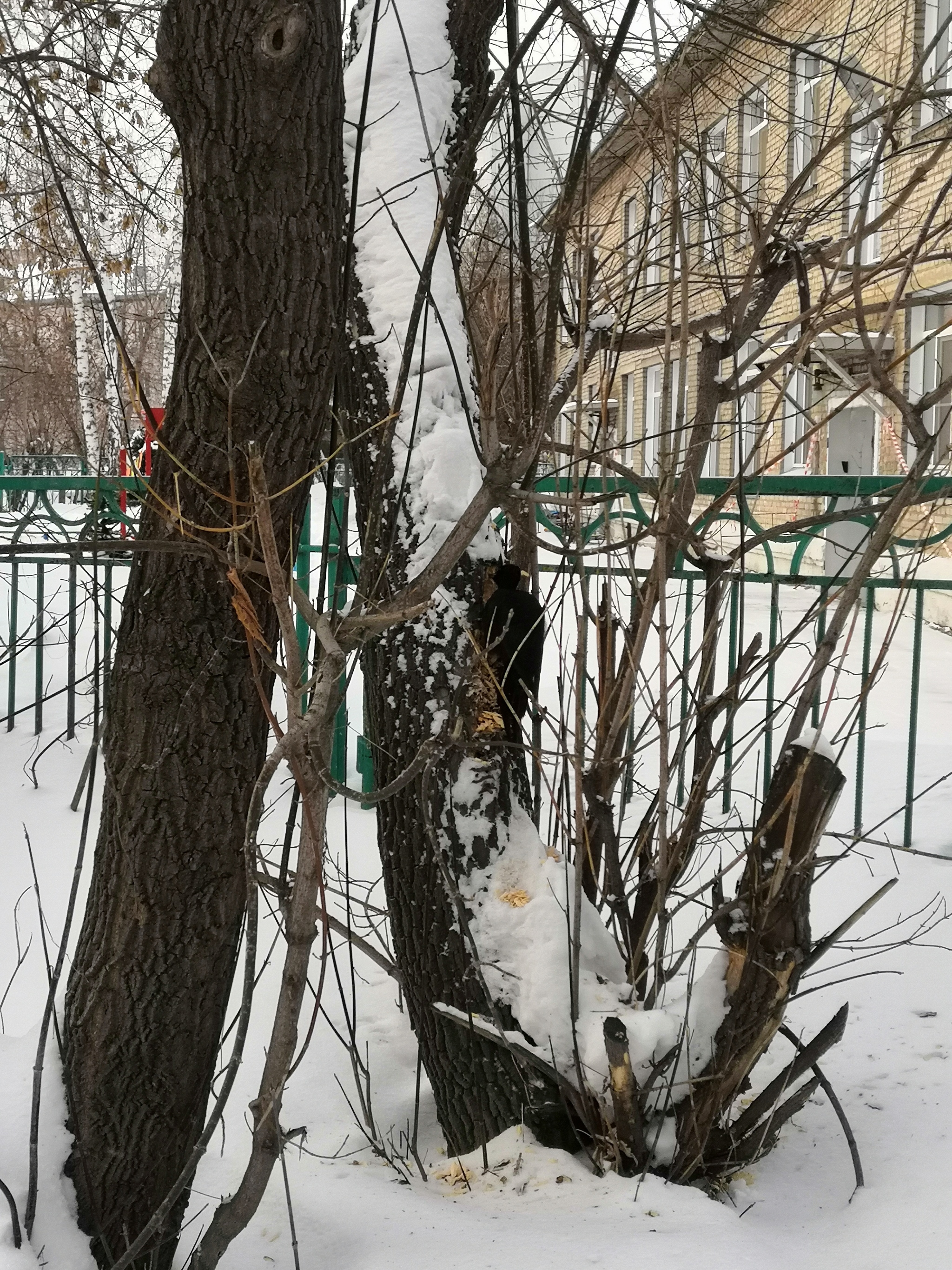 Unfrightened woodpecker - My, Novosibirsk, Woodpeckers, Video, Longpost, Birds