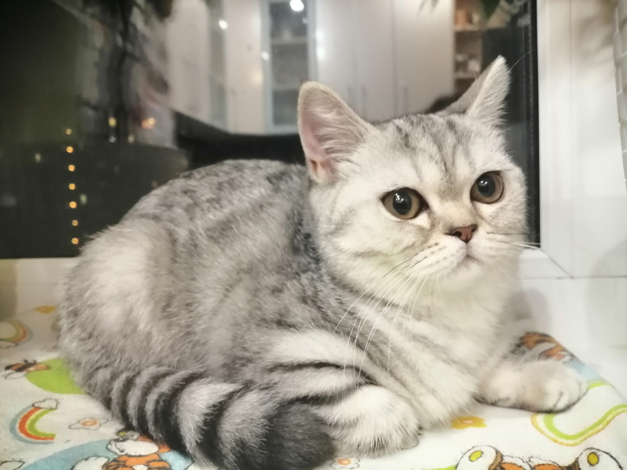 The cat needs a home. Snezhinsk, Chelyabinsk region - My, In good hands, No rating, cat, Charity, Cat lovers, Animals, Pets, Good league, Longpost, Snezhinsk