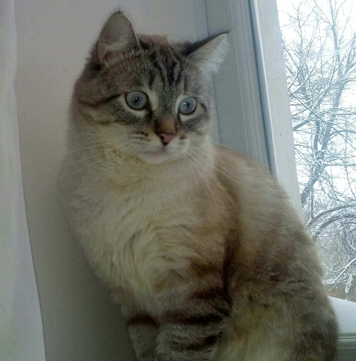 Simply beautiful - My, cat, My name is Vityok