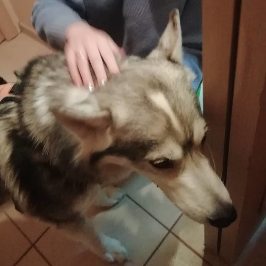 Dog found, St. Petersburg (owner found) - Lost, Husky, Saint Petersburg, Dog, No rating, Longpost, Found a dog