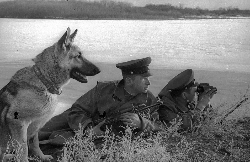 Hand-to-hand attack of border guards with dogs. Unequal battle 1941 - The Great Patriotic War, Dog, People, Heroes, Longpost, Video