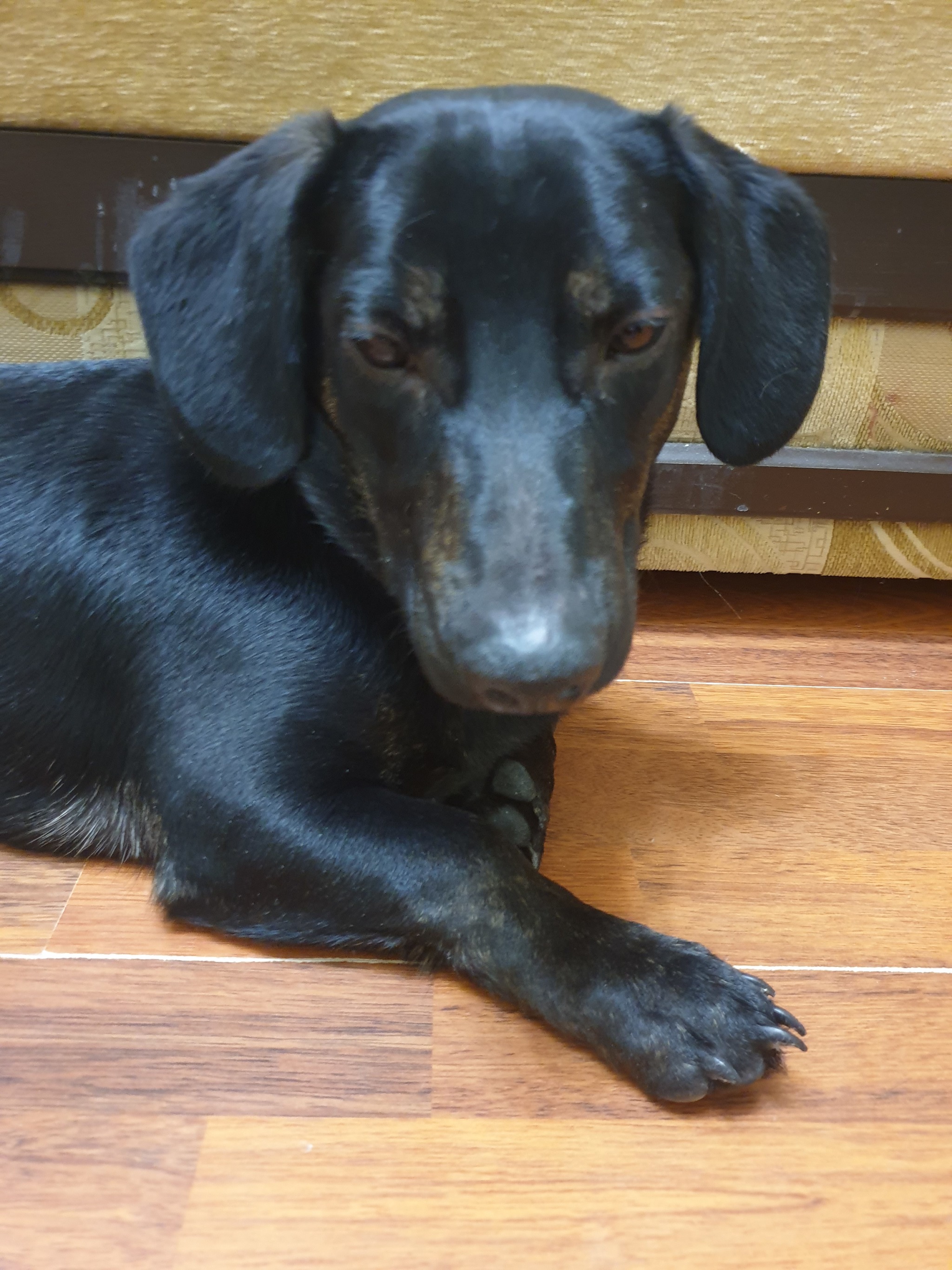 Found a male dachshund, RND - My, Lost, The dog is missing, Found a dog, Dachshund, Rostov-on-Don, Dog, Help, RND, Search, Search for animals, Longpost