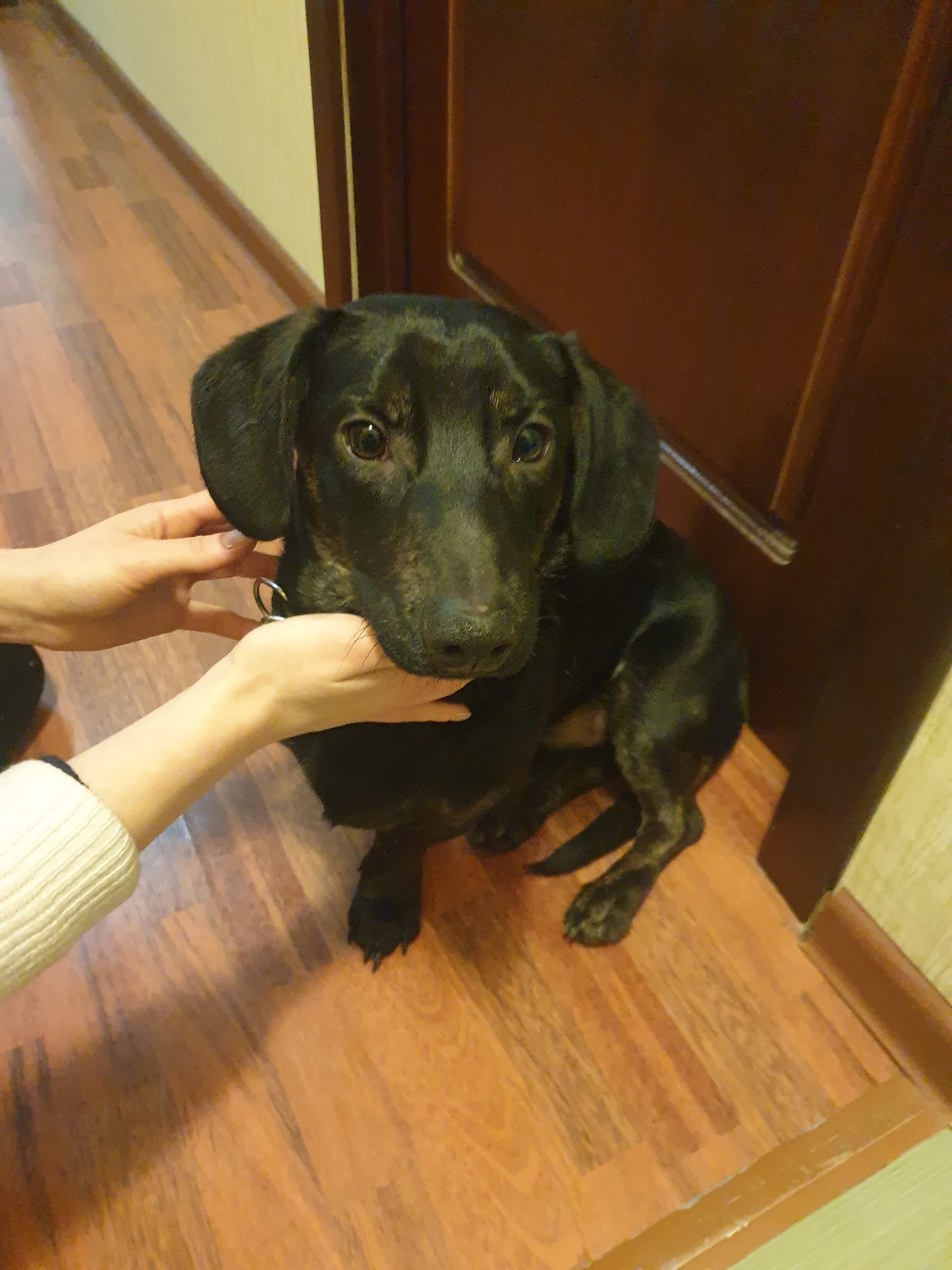 Found a male dachshund, RND - My, Lost, The dog is missing, Found a dog, Dachshund, Rostov-on-Don, Dog, Help, RND, Search, Search for animals, Longpost