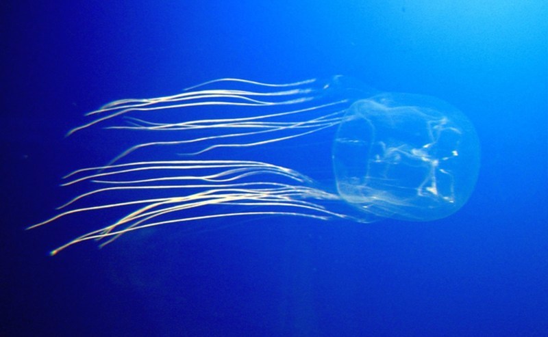 The sea wasp is an invisible jellyfish. The most dangerous and poisonous jellyfish in the world - My, Australia, Poisonous animals, Animals, Facts, Longpost, Jellyfish