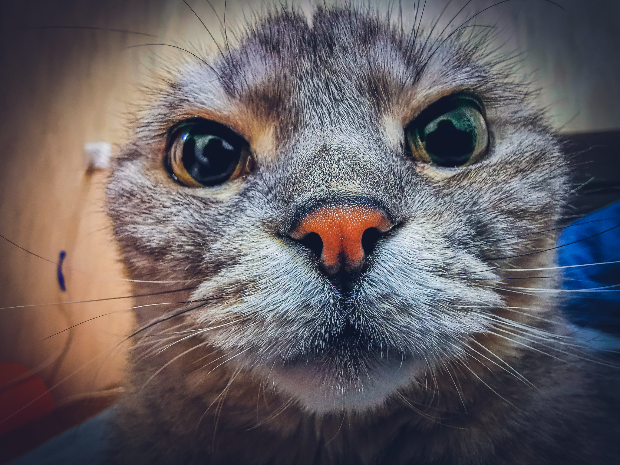 Cat - My, cat, Mobile photography