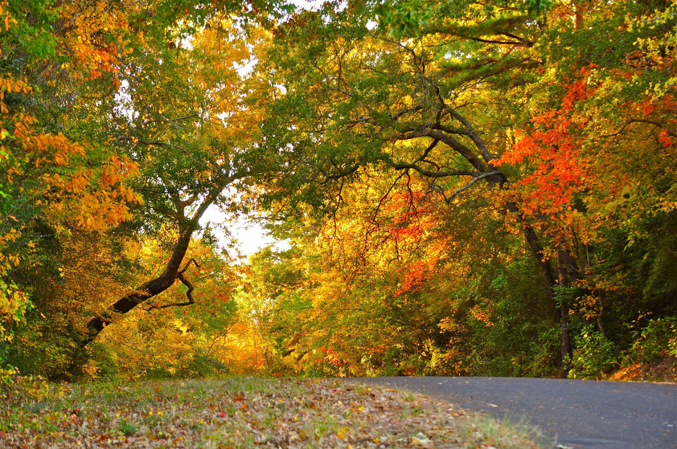 Walking around Texas - Texas, USA, The photo, Nature, Longpost