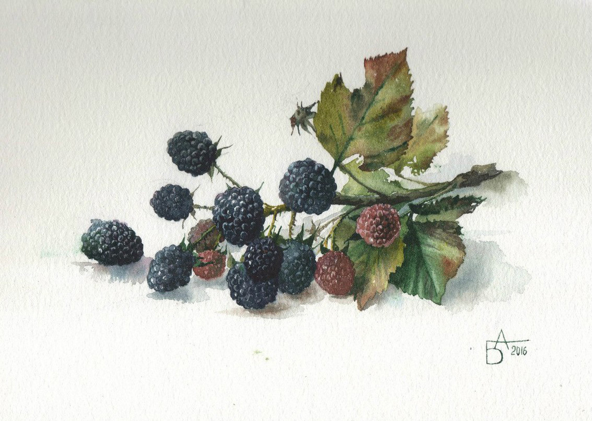 Berries - My, Watercolor, Painting, Berries, Creation, Drawing, Longpost