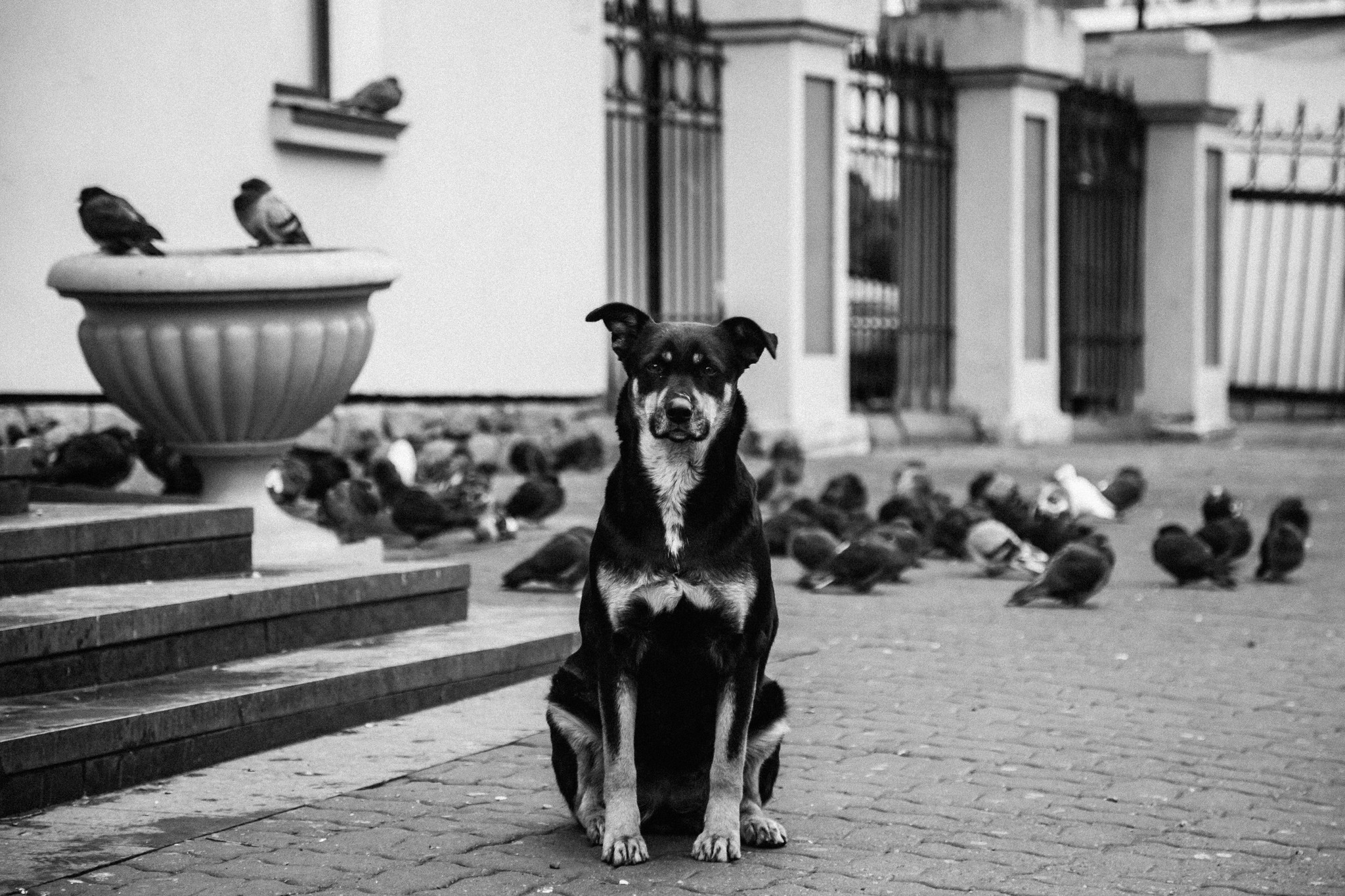 Portrait - My, The photo, Photographer, Straight, Khabarovsk, Dog, Дальний Восток