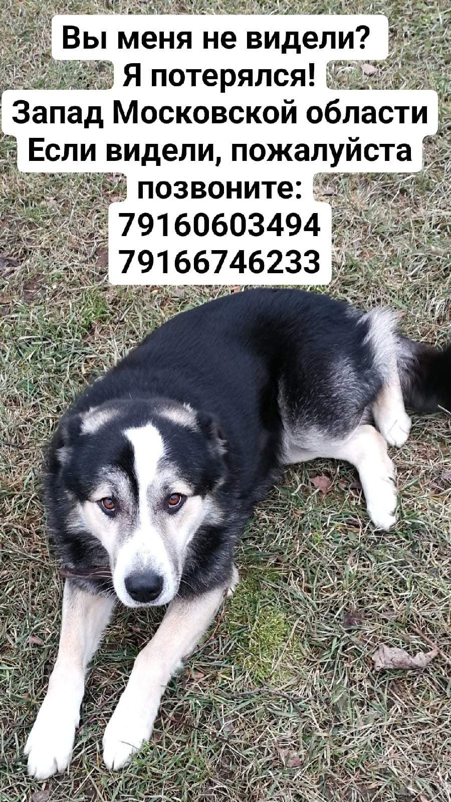 Lost dog, Moscow region - My, No rating, The dog is missing, Dog, Lost, Search for animals, Odintsovo, Moscow region, Help, Help me find, The strength of the Peekaboo, Longpost