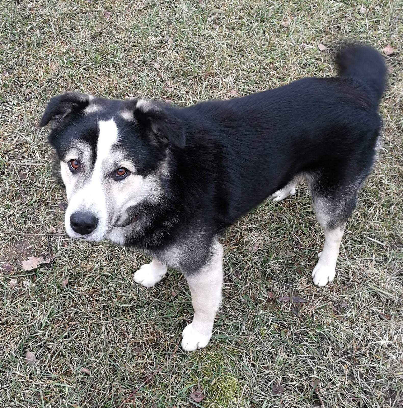 Lost dog, Moscow region - My, No rating, The dog is missing, Dog, Lost, Search for animals, Odintsovo, Moscow region, Help, Help me find, The strength of the Peekaboo, Longpost