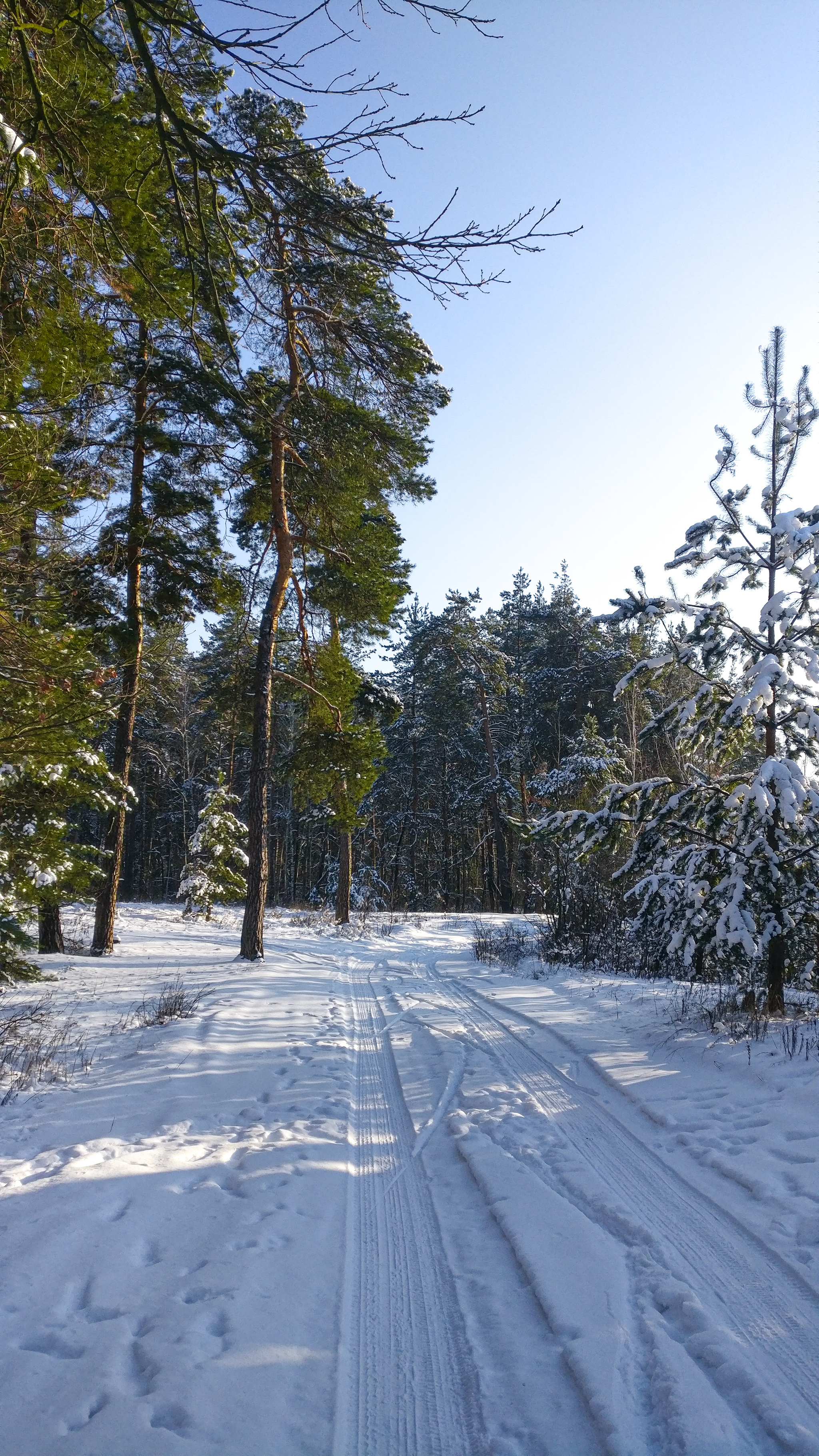 Frost, sun and skis - My, Winter, The photo, Forest, Nature, Snow, Skis, Cross-country skiing, Video, Longpost