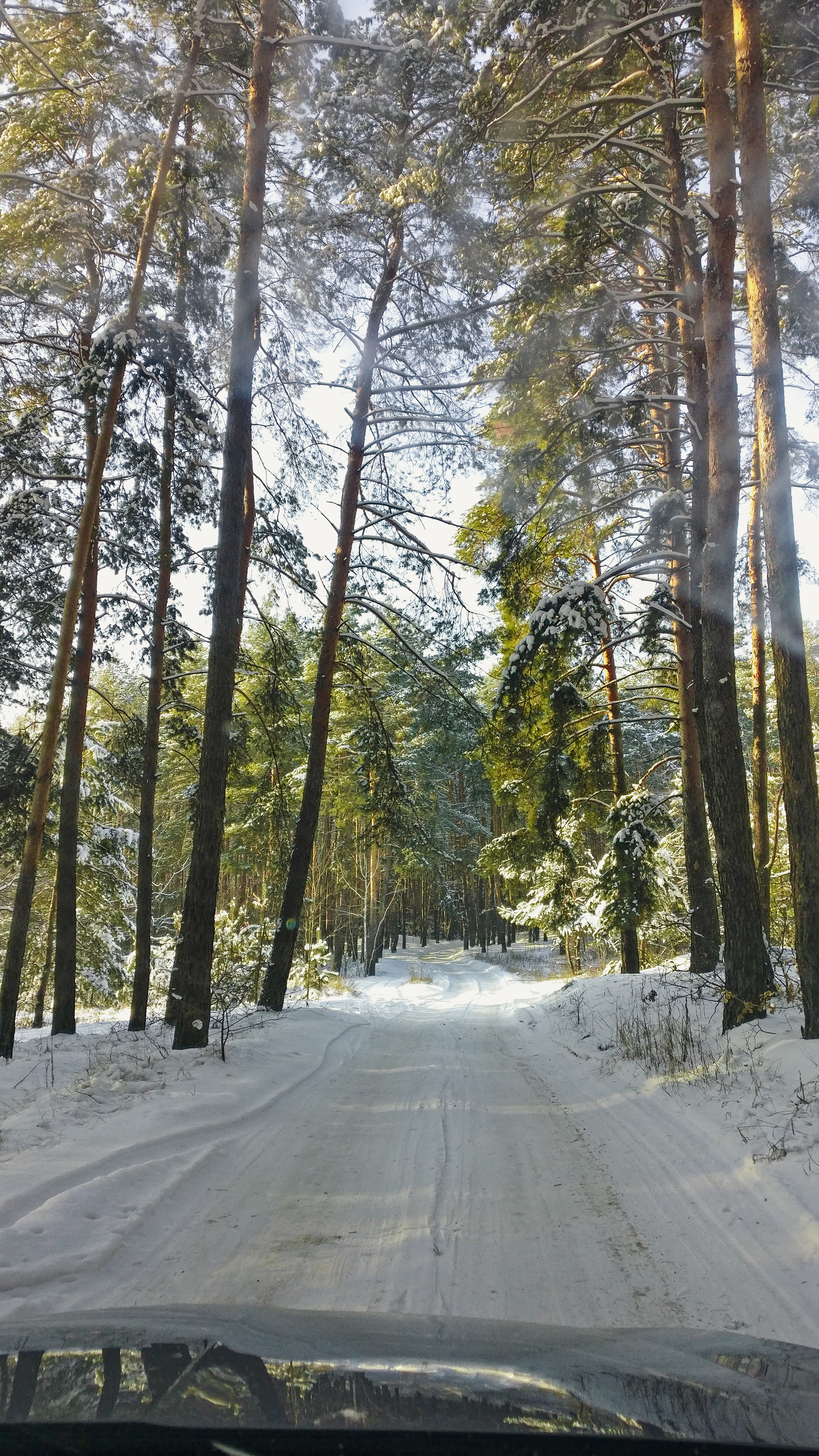 Frost, sun and skis - My, Winter, The photo, Forest, Nature, Snow, Skis, Cross-country skiing, Video, Longpost