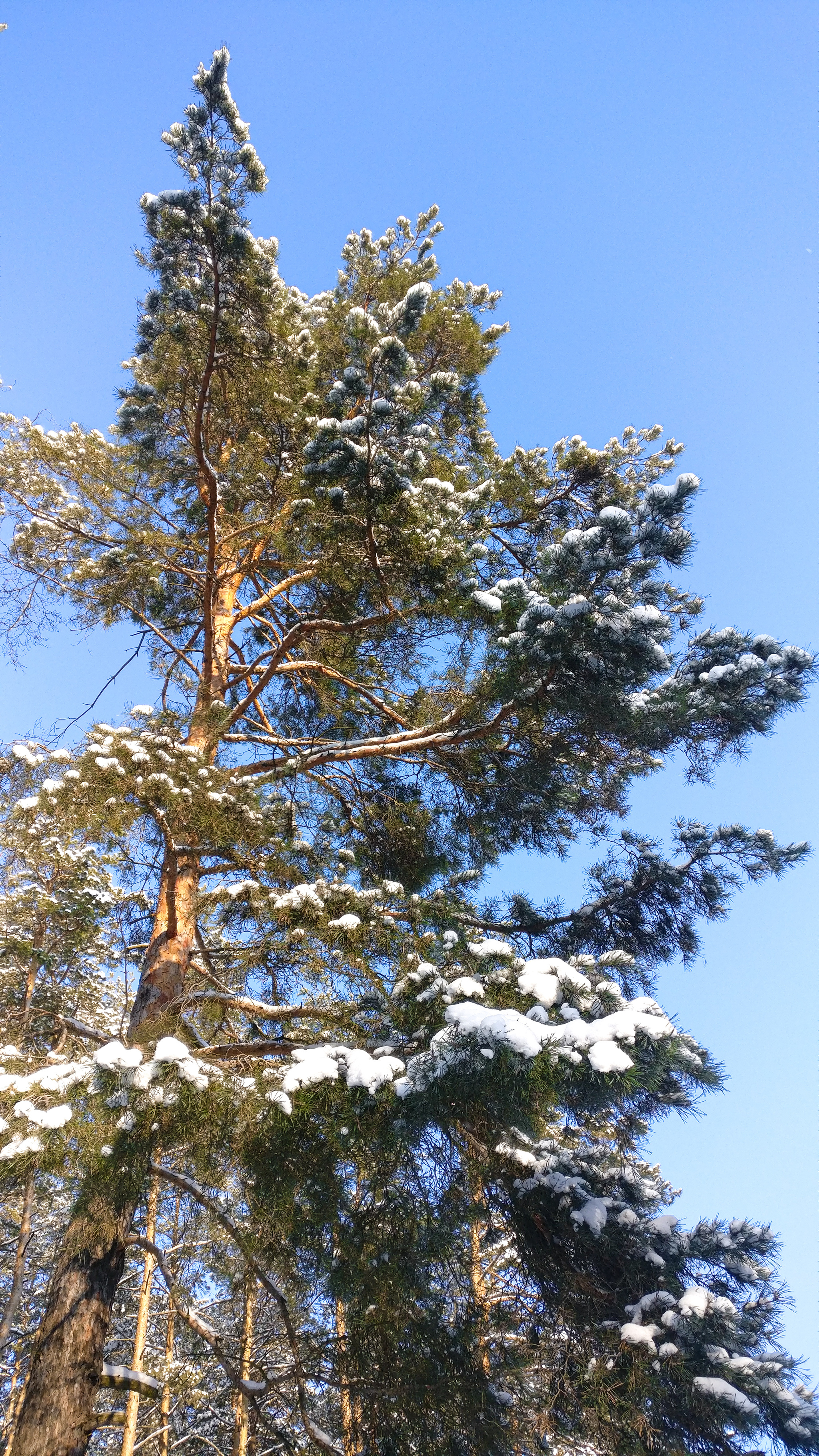 Frost, sun and skis - My, Winter, The photo, Forest, Nature, Snow, Skis, Cross-country skiing, Video, Longpost