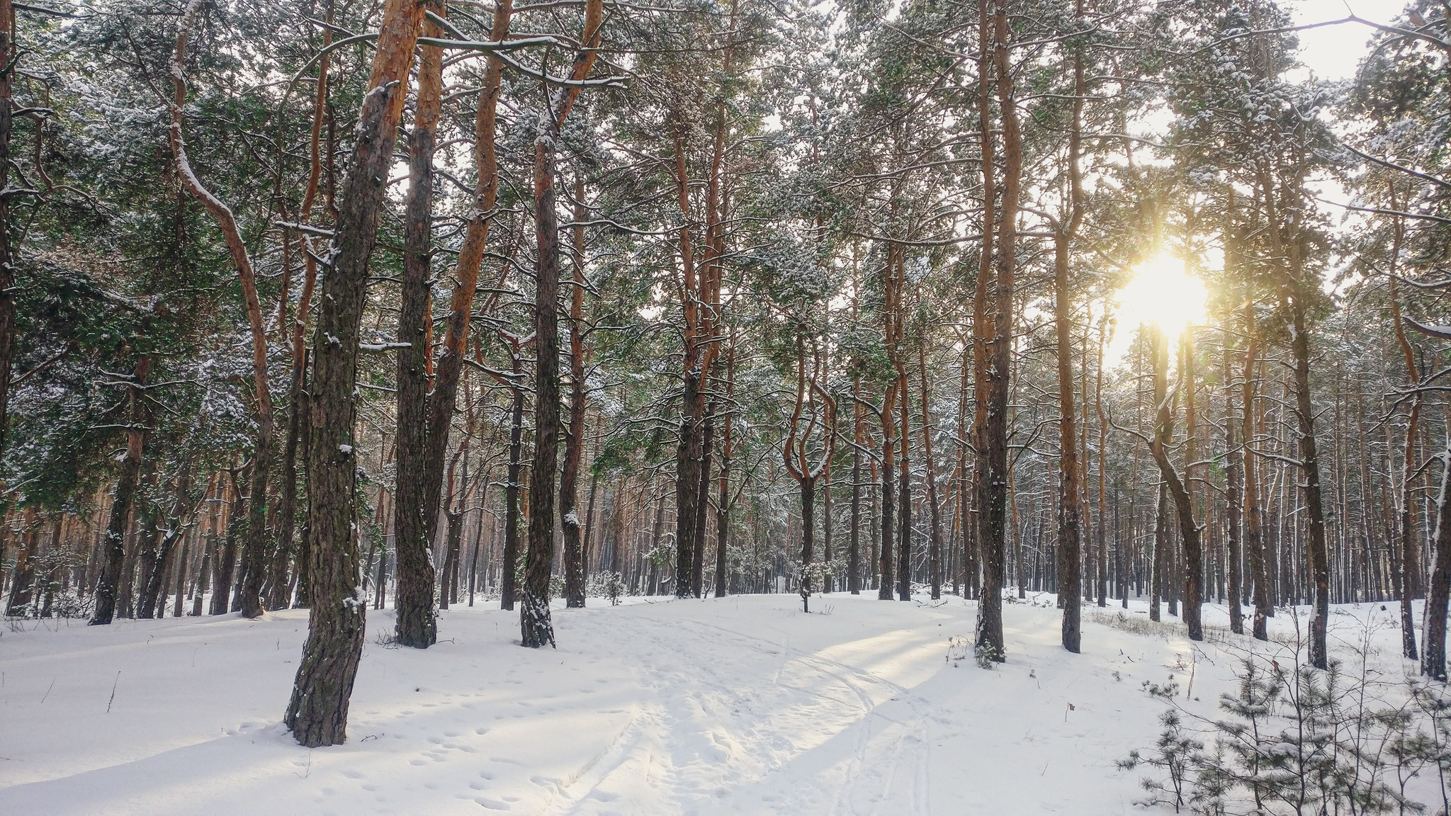 Frost, sun and skis - My, Winter, The photo, Forest, Nature, Snow, Skis, Cross-country skiing, Video, Longpost