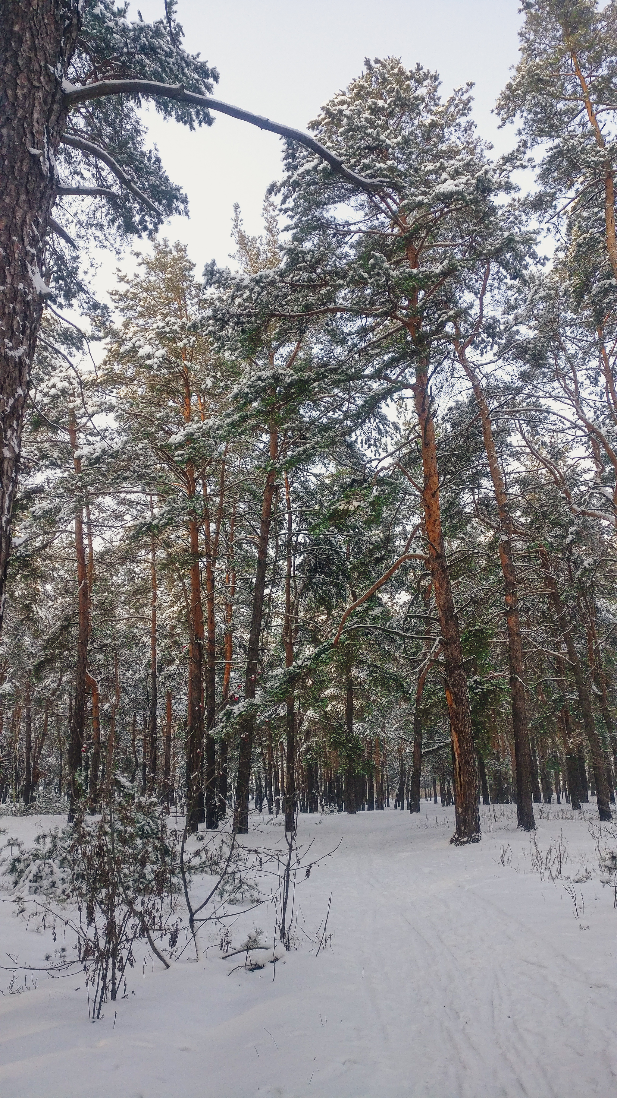 Frost, sun and skis - My, Winter, The photo, Forest, Nature, Snow, Skis, Cross-country skiing, Video, Longpost