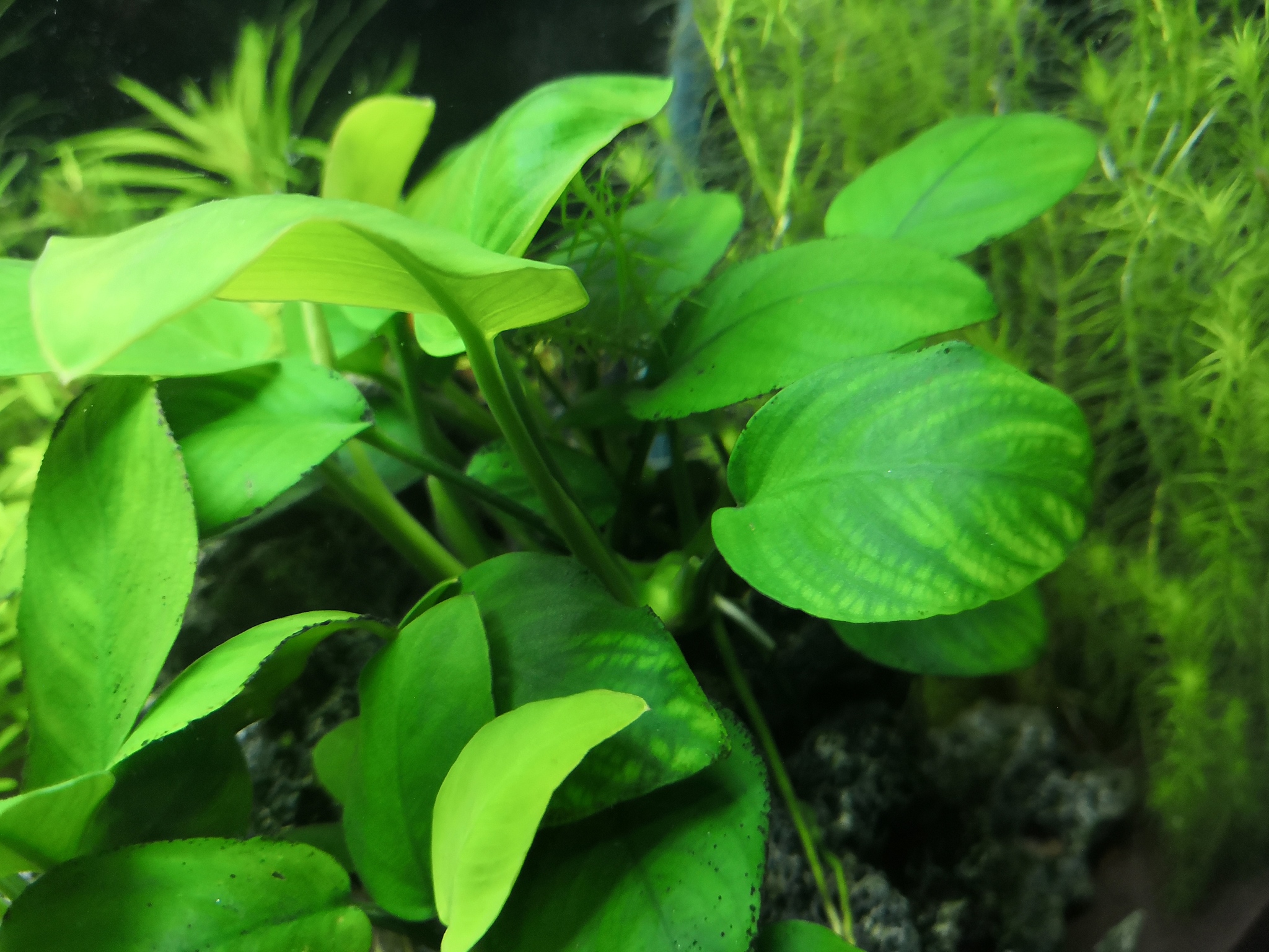 Help identify a problem with plants - My, Aquarium, Aquarium plants, Fertilizers, Longpost