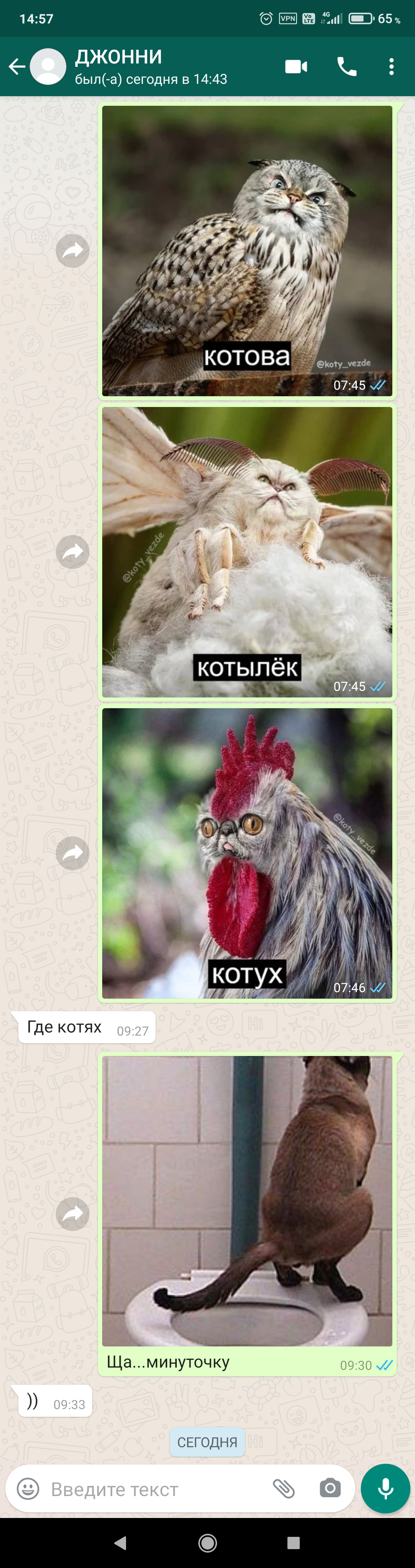 Cats are everywhere - My, Whatsapp, Screenshot, Not funny, Longpost, cat