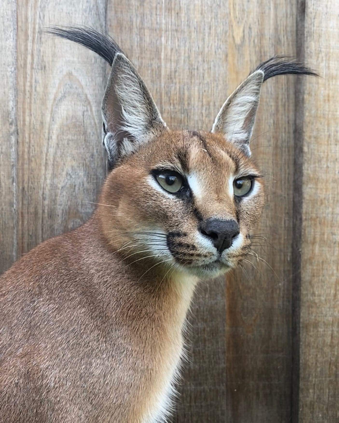 Ushastik - Caracal, Small cats, Milota, Reserves and sanctuaries, Australia, The photo, Wild cat center