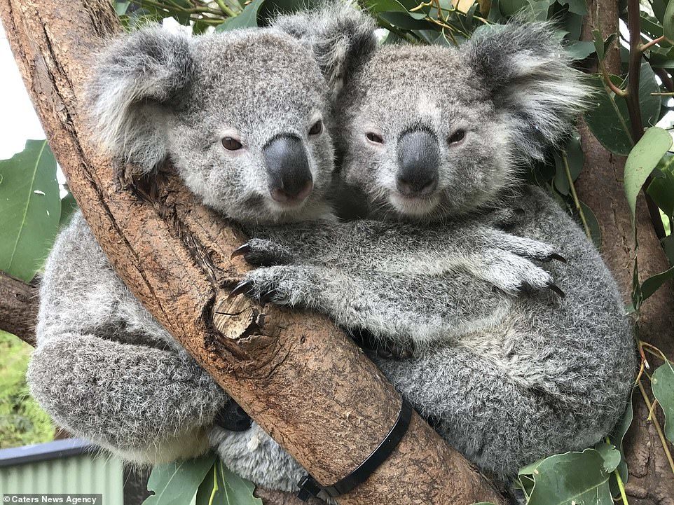 Koala hugs - Koala, Milota, Hugs