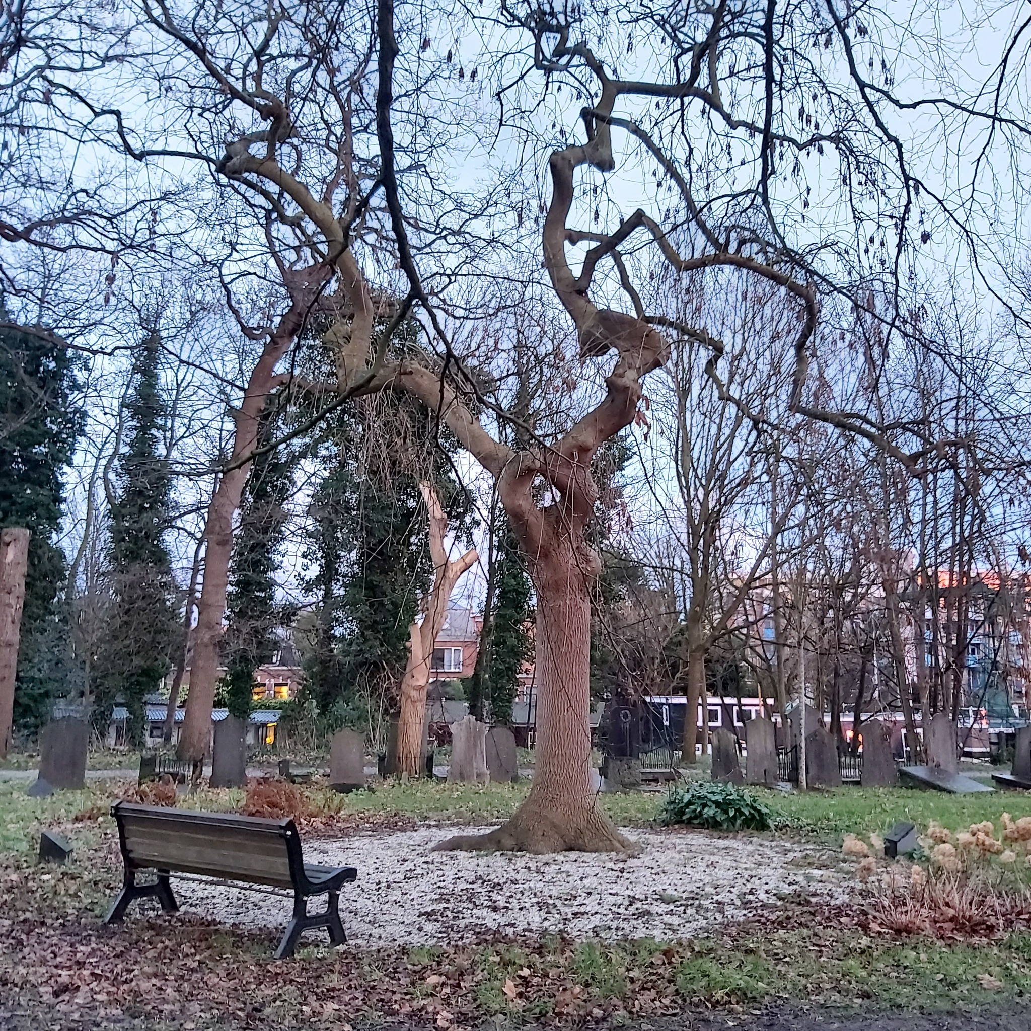 Ancient cemetery Leiden - My, The photo, Netherlands (Holland), Cemetery, Leiden, Longpost